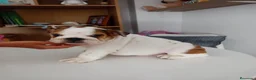 Bulldog Inglés perros en venta: Cachorro de Bulldog Inglés  - Anuncio 1