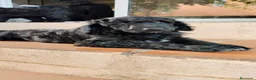 Caniche Gigante perros en venta: Caniche gigante  - Anuncio 2