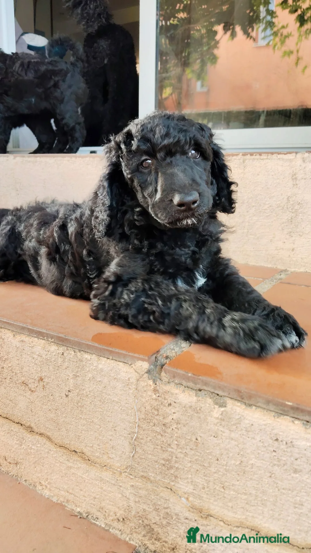 Caniche Gigante perros en venta: Caniche gigante  - Anuncio 2