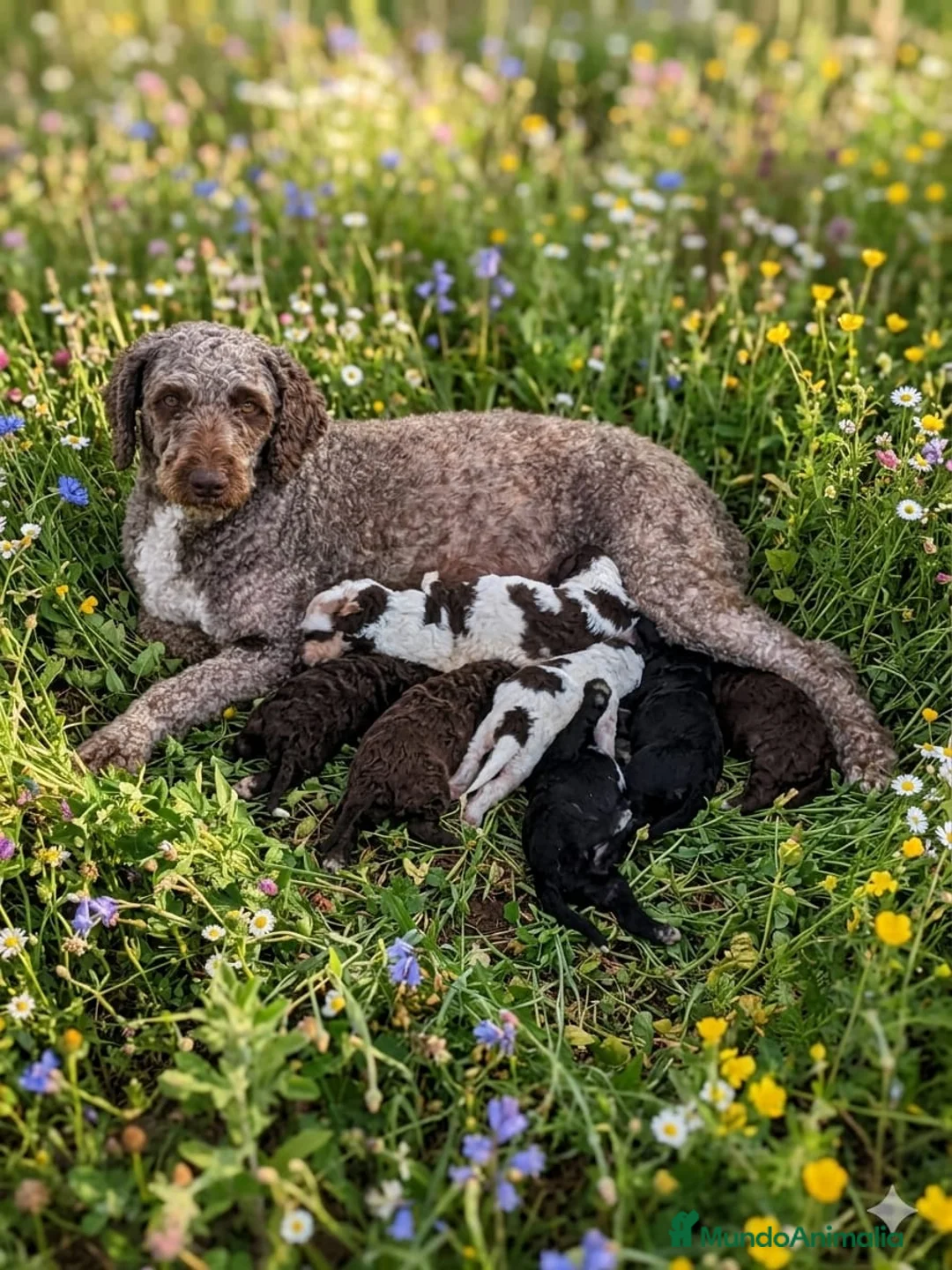 Perro de Agua Español perros en venta: Perro de agua  - Anuncio 1
