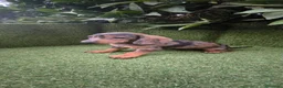 Teckel Miniatura perros en venta: teckel miniatura varios colores  - Anuncio 14