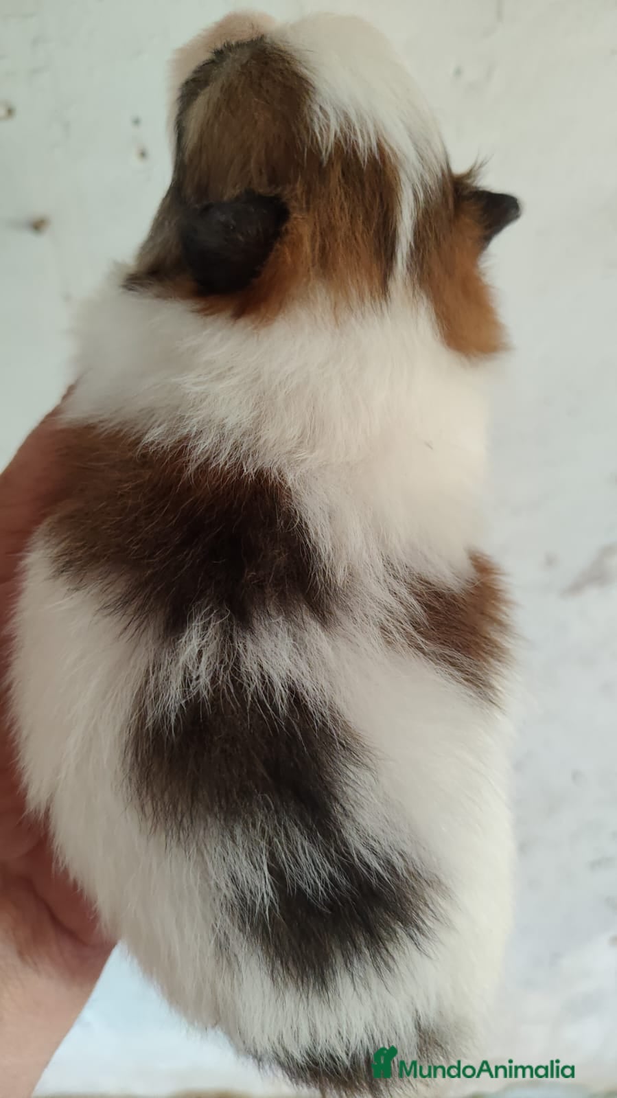 Pomerania perros en venta: Pomerania Toy  - Anuncio 2