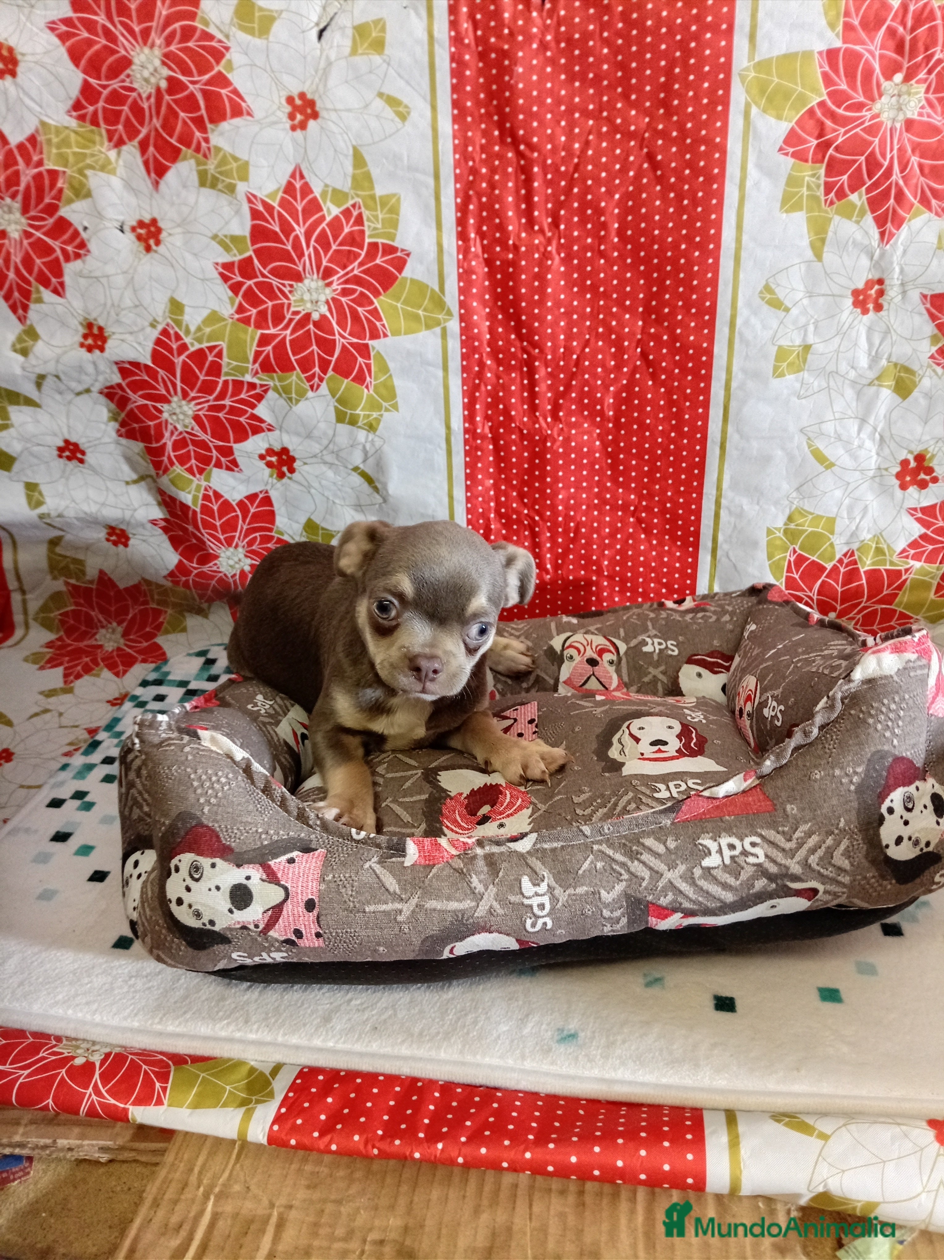 Chihuahua perros Chihuahua - Anuncio 1