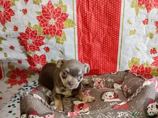 Chihuahua perros Chihuahua - Anuncio 1