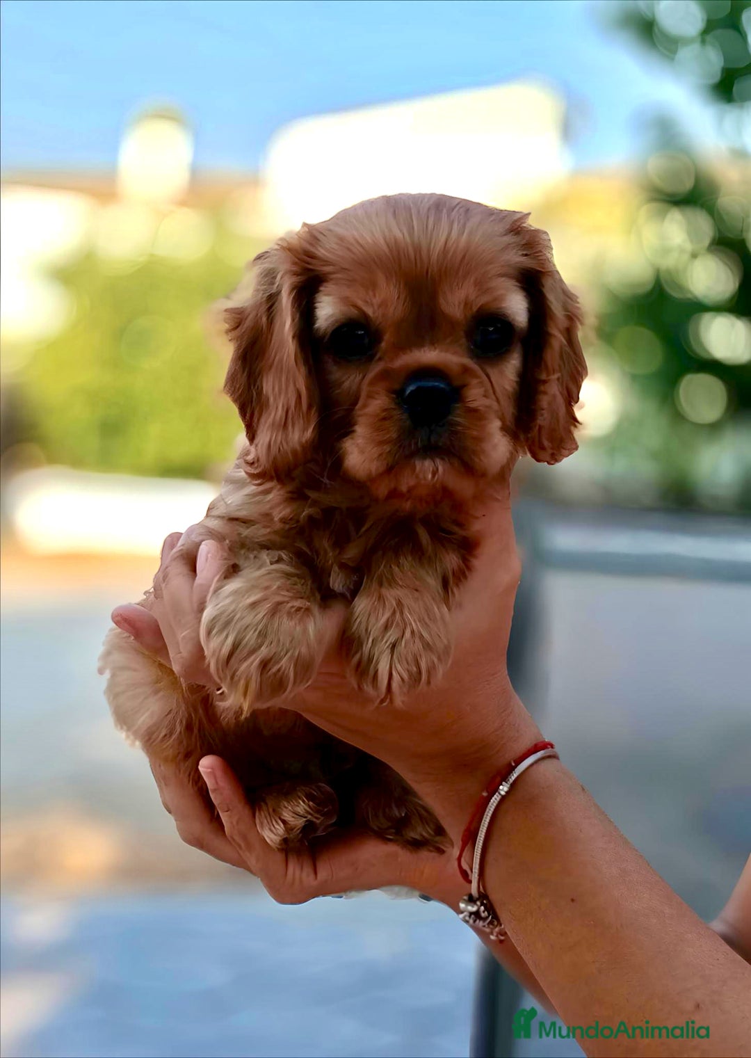 Cavalier King Charles Spaniel perros en venta: Preciosos cachorros Cavalier  - Imagen 5