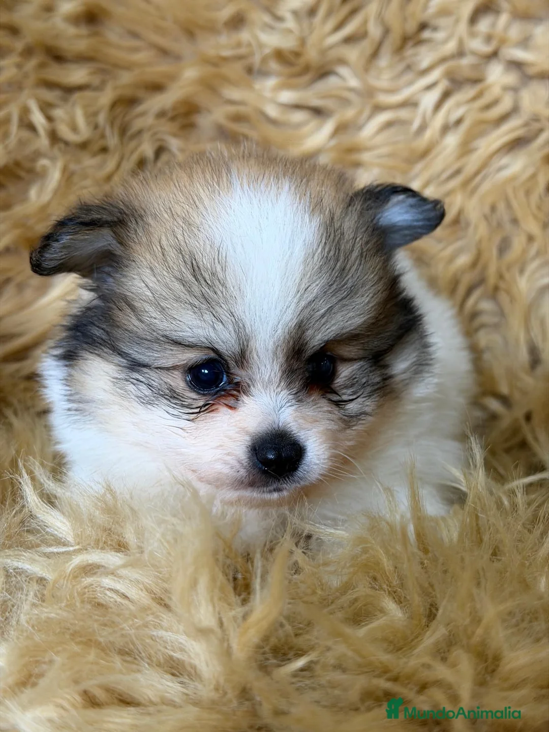 Pomerania perros en venta: POMERANIA PARTY COLOR MACHO - Anuncio 4