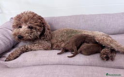 Caniche Toy perros en venta: CANICHE TOY  - Imagen 1