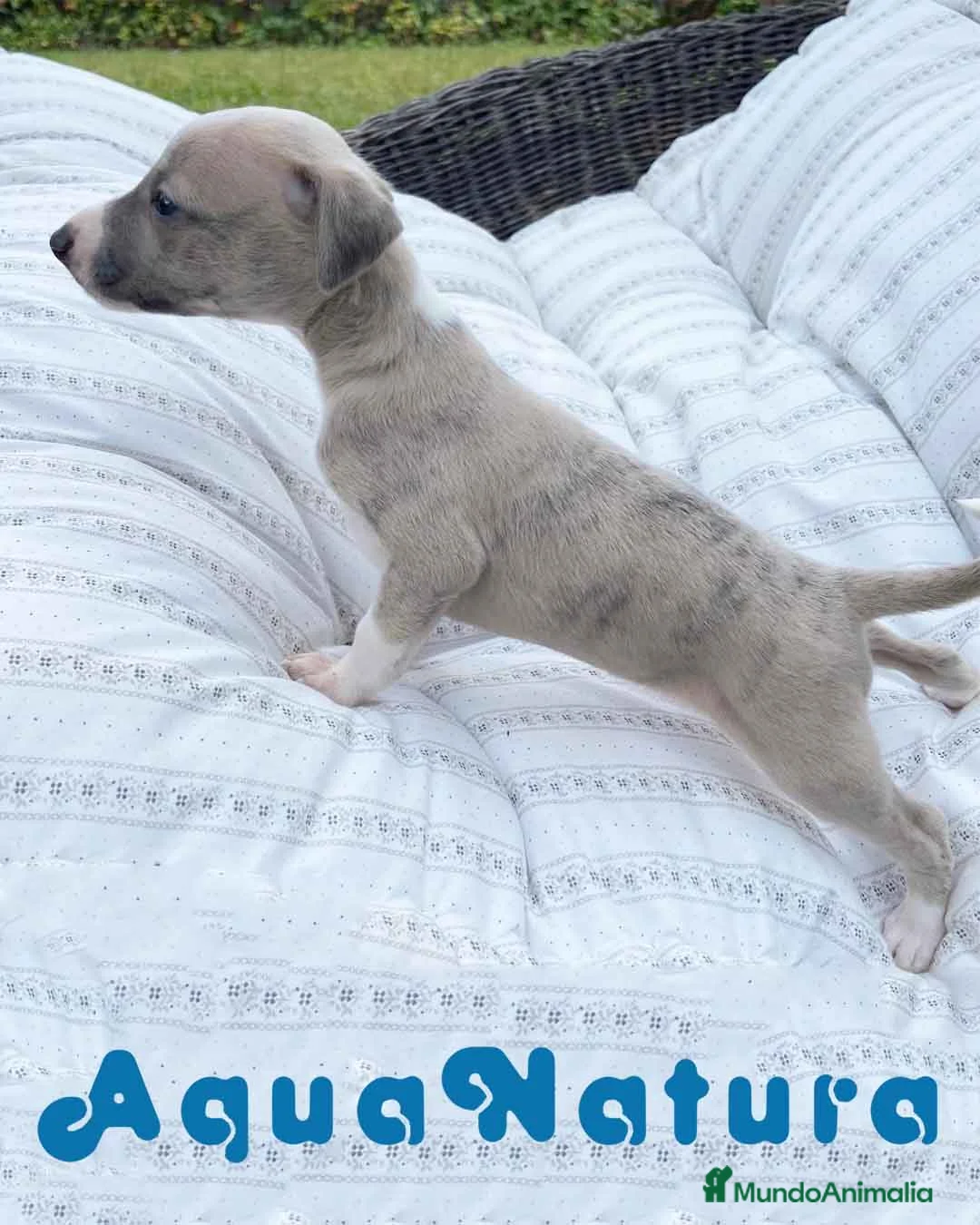 Pequeño Lebrel Italiano perros en venta:  Lebrel Italiano Macho 5891 - AQUANATURA en Barcelona - Anuncio 4