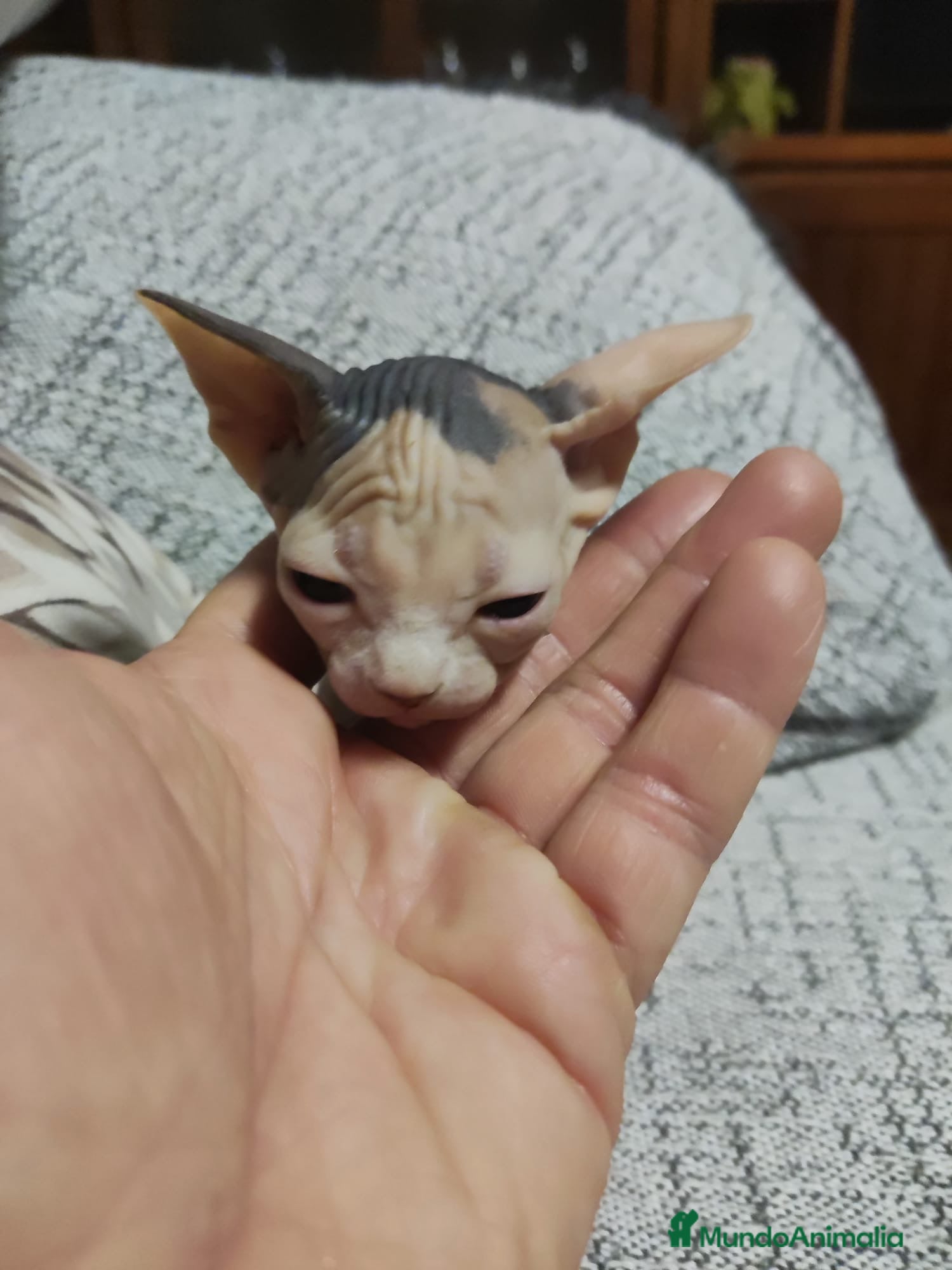 Sphynx gatos gatos sphynx - Anuncio 2