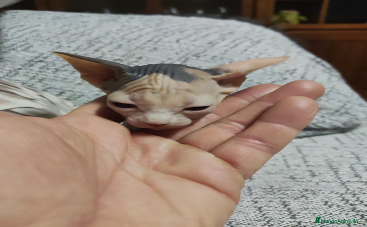 Sphynx gatos gatos sphynx - Anuncio 2