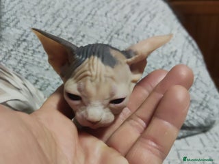 Sphynx gatos gatos sphynx - Anuncio 1