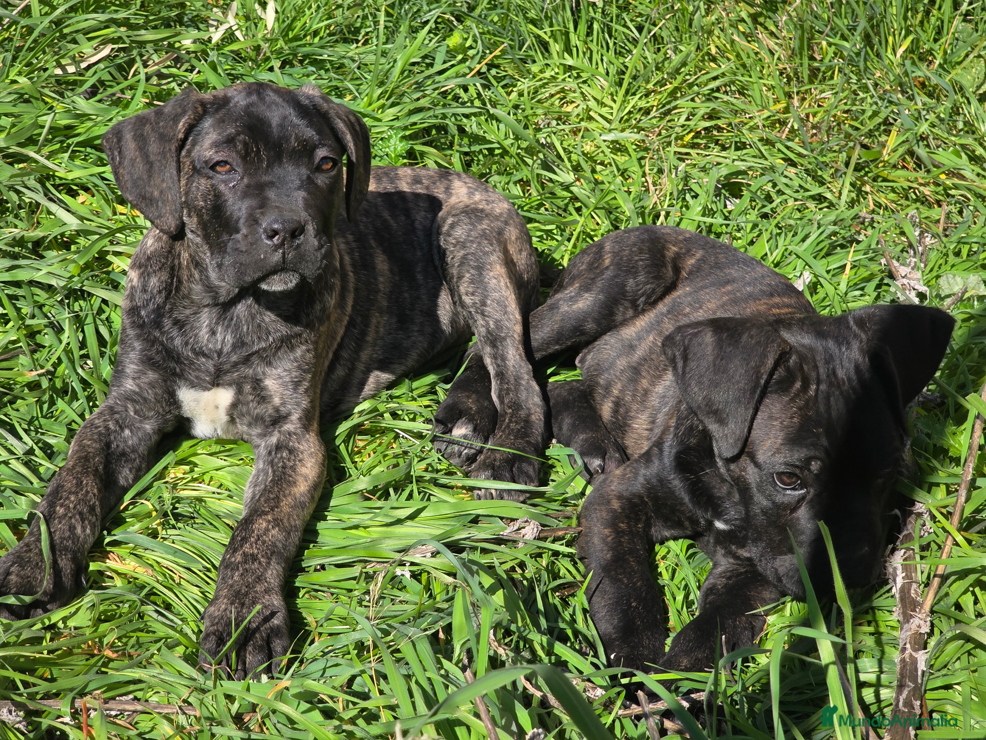 Cane Corso perros Molosos de Odin Cane Corso kennel - Anuncio 1