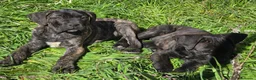 Cane Corso perros en venta: Molosos de Odin Cane Corso kennel - Anuncio 1