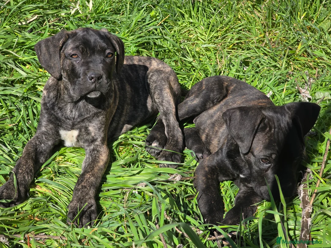 Cane Corso perros en venta: Molosos de Odin Cane Corso kennel - Anuncio 1