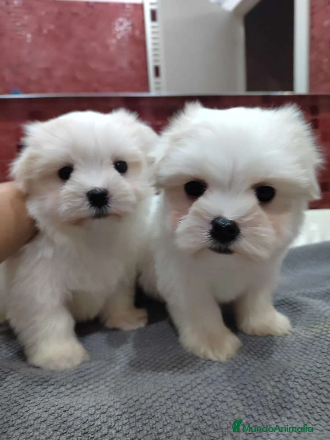 Bichón Maltés perros en venta: Bichón Maltes - Anuncio 2