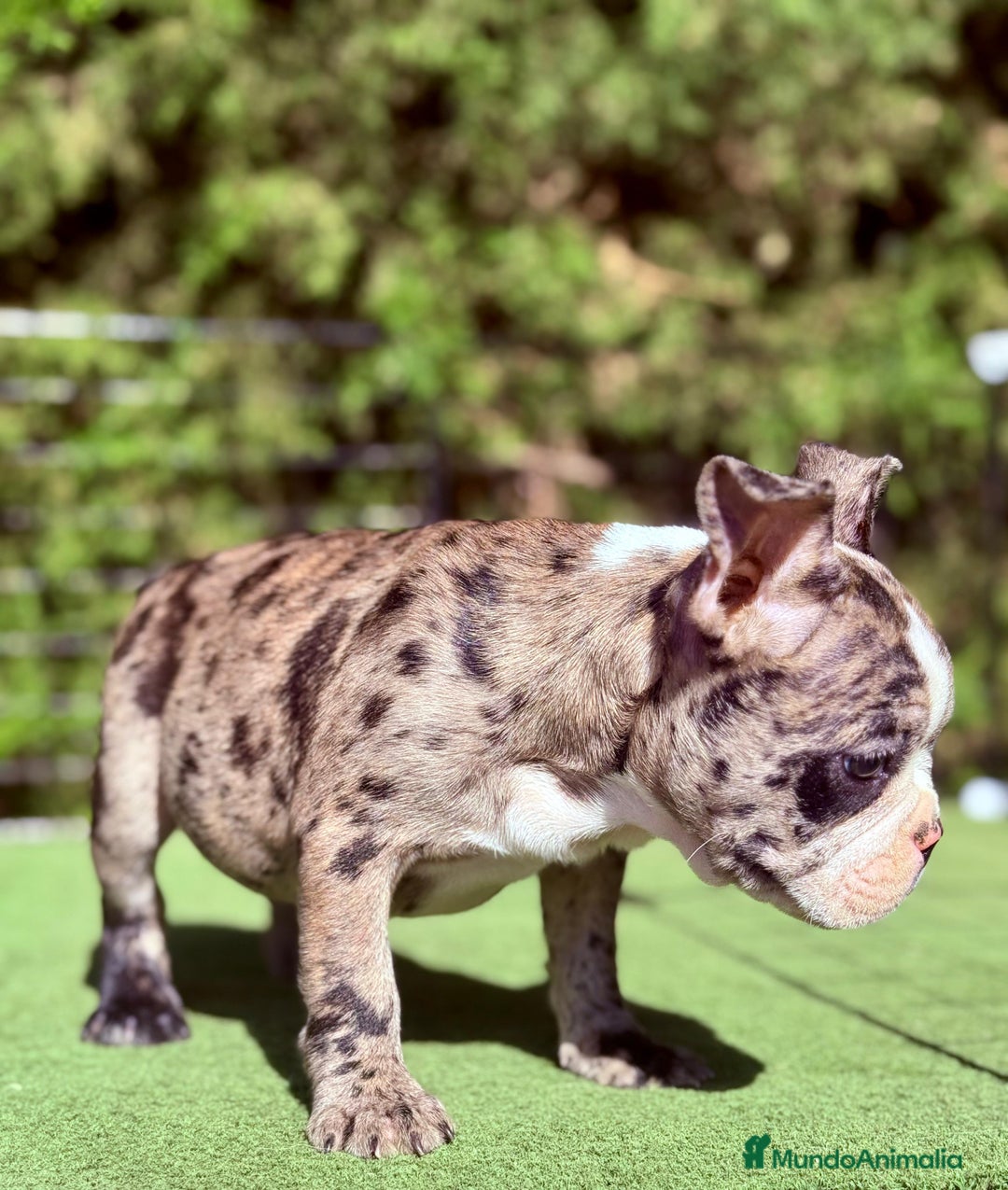 Bulldog Francés perros en venta: Bulldog francés muy buena morfología  - Imagen 4