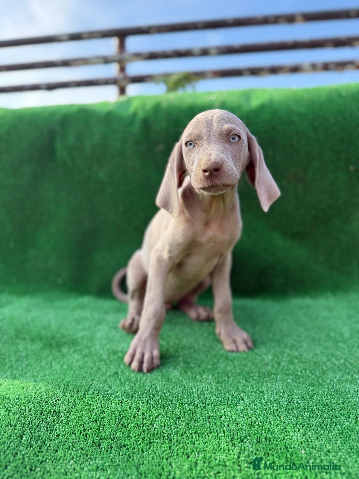 Weimaraner perros braco weimar  - Anuncio 2