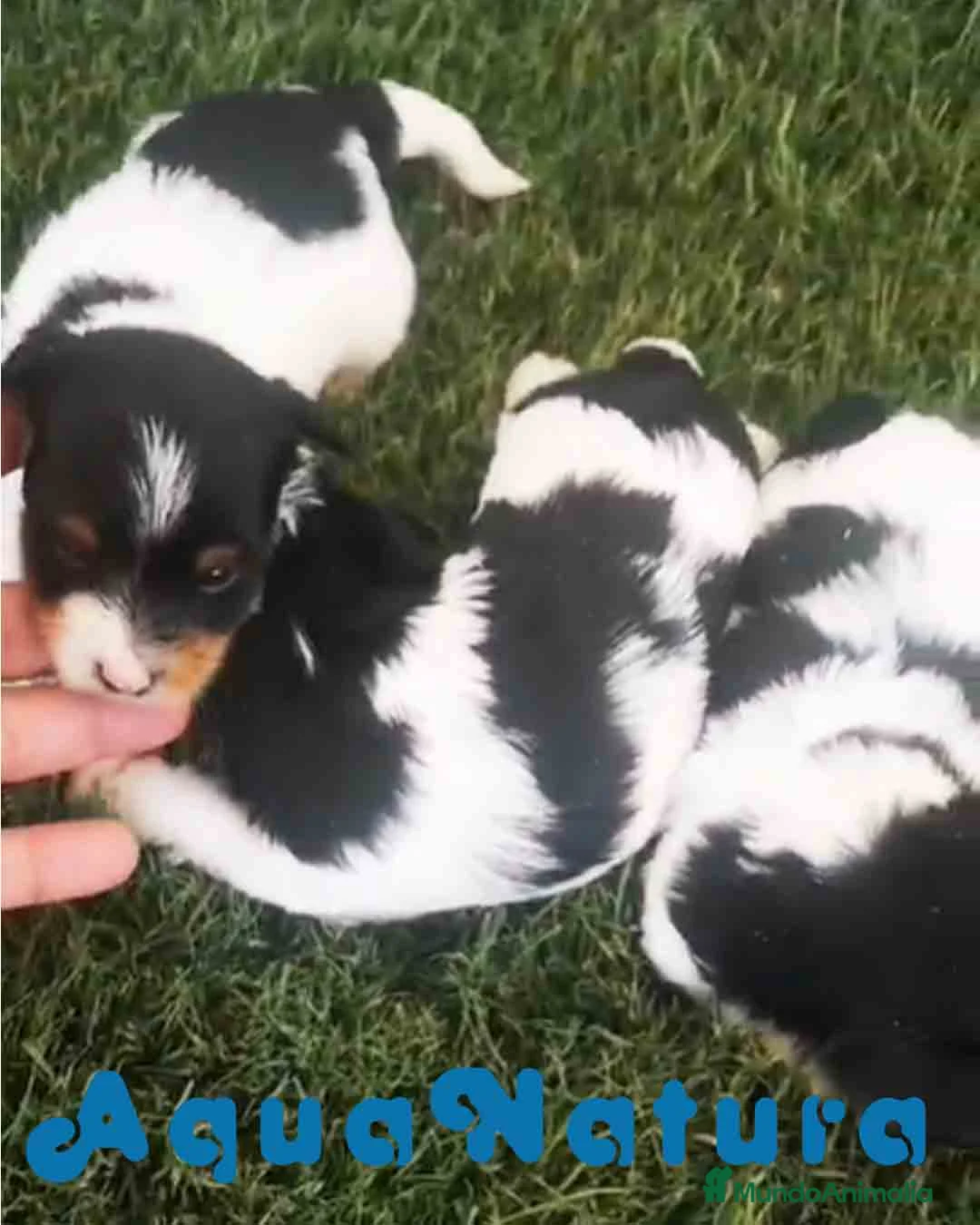 Biewer Yorkshire Terrier a la Pom Pon perros en venta: Camada Yorkshire Biewer - AQUANATURA en Barcelona - Anuncio 3