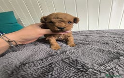 Caniche Toy perros en venta: Hembra caniche toys  - Imagen 2