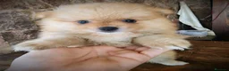 Pomerania perros en venta: Pomerania precio real - Anuncio 5