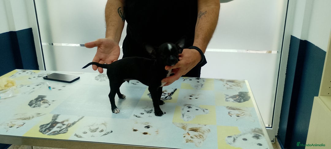 Chihuahua perros en venta: Chihuahuas mini toys  - Imagen 1