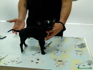 Chihuahua perros Chihuahuas mini toys - Anuncio 30