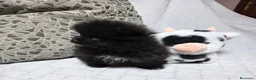 Pomerania perros en venta: Preciosa Lulú Pomerania Toy  - Anuncio 3