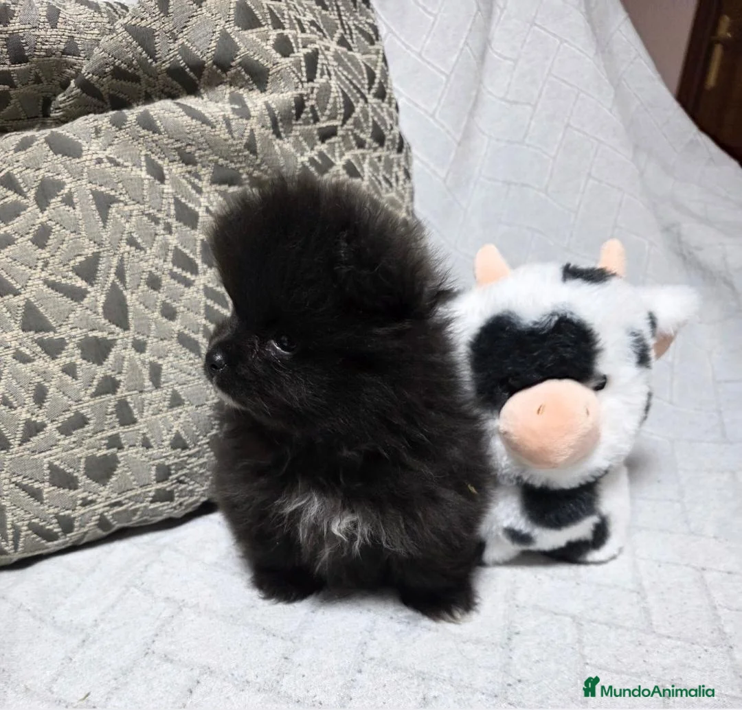Pomerania perros en venta: Preciosa Lulú Pomerania Toy  - Anuncio 3