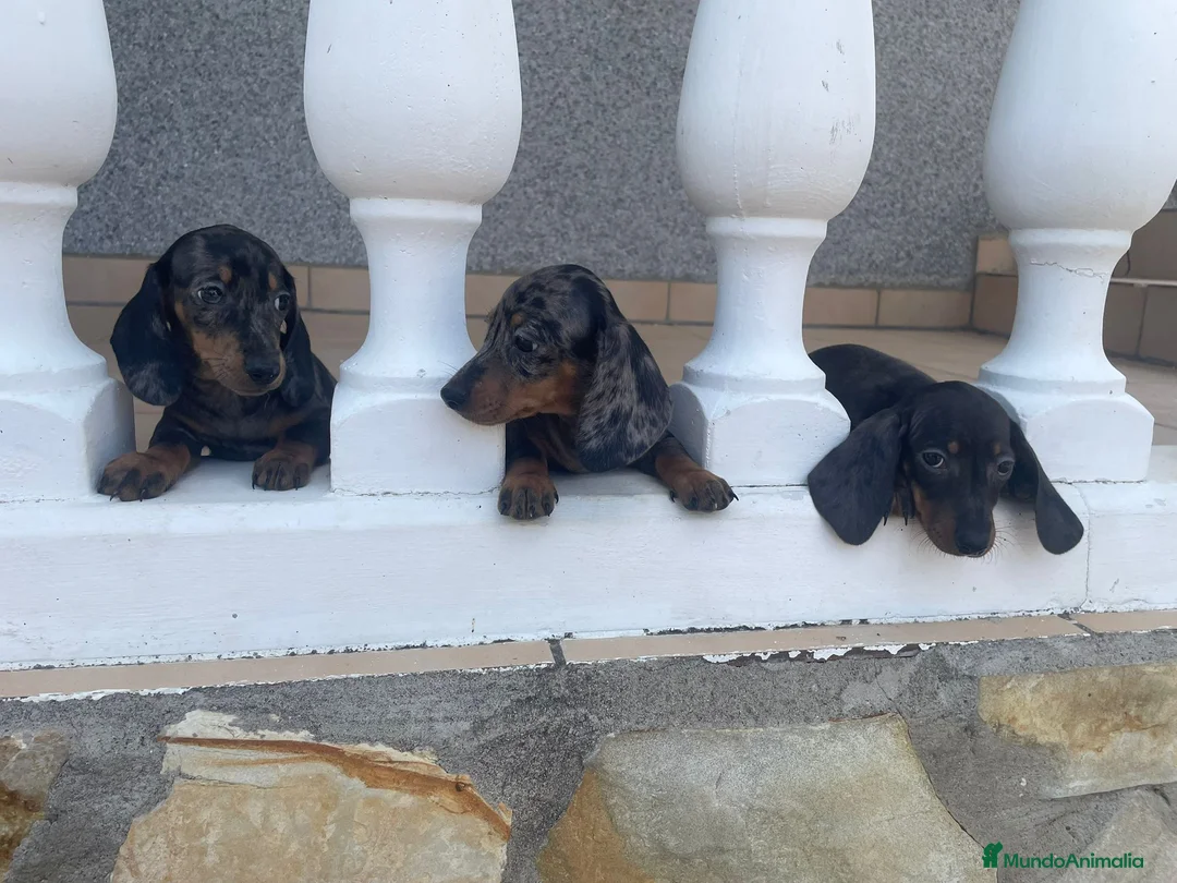 Teckel Miniatura perros en venta: teckel miniatura  - Anuncio 2