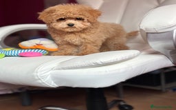 Maltipoo perros en venta: Maltipoo para noviembre/diciembre  - Imagen 4