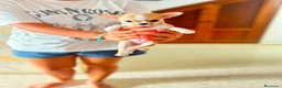 Chihuahua perros en venta: Chihuahua toy en Madrid - Anuncio 9