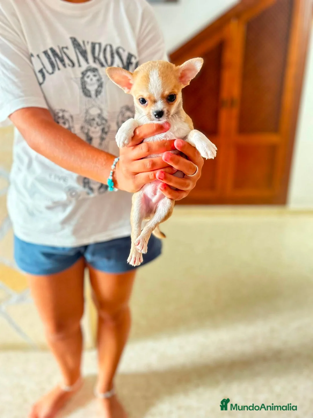 Chihuahua perros en venta: Chihuahua toy en Madrid - Anuncio 9