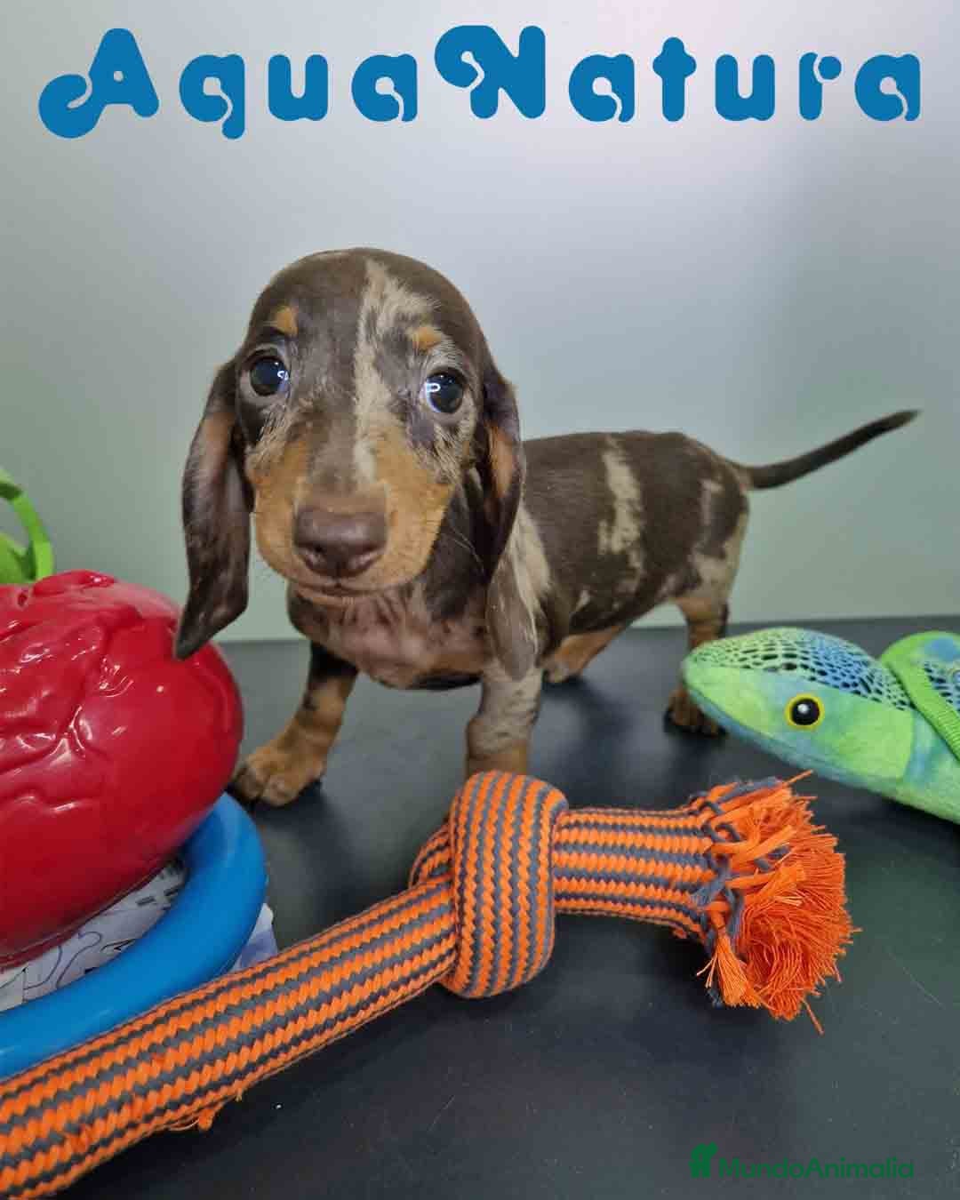 Teckel Miniatura perros en venta: Teckel Hembra 5805 AQUANATURA - Imagen 6