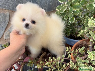 Pomerania perros - Anuncio 4