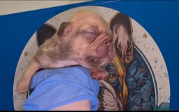 Bulldog Francés perros en venta: Bulldog francés exóticos  - Imagen 4