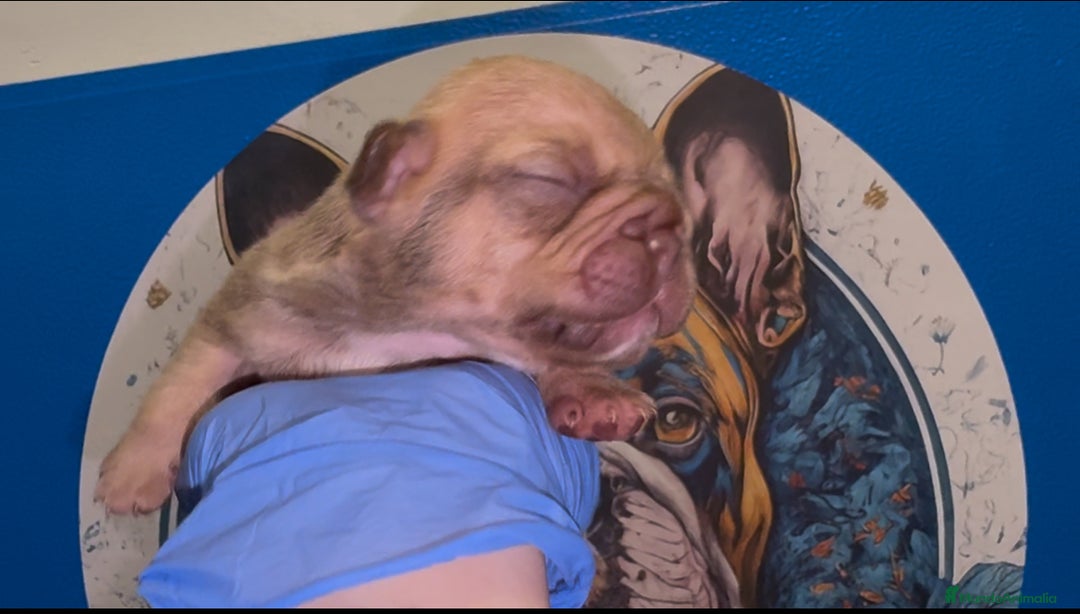 Bulldog Francés perros en venta: Bulldog francés exóticos  - Imagen 4