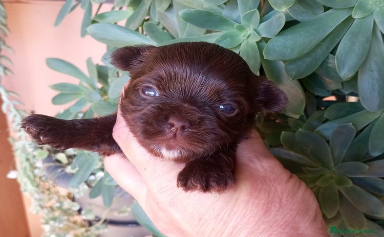 Yorkshire Terrier perros - Anuncio 9