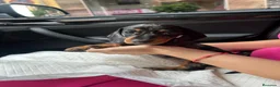 Teckel Miniatura perros en venta: teckel arlequin  - Anuncio 1