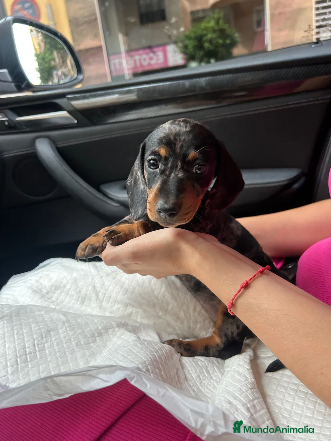 Teckel Miniatura perros en venta: teckel arlequin  - Anuncio 1