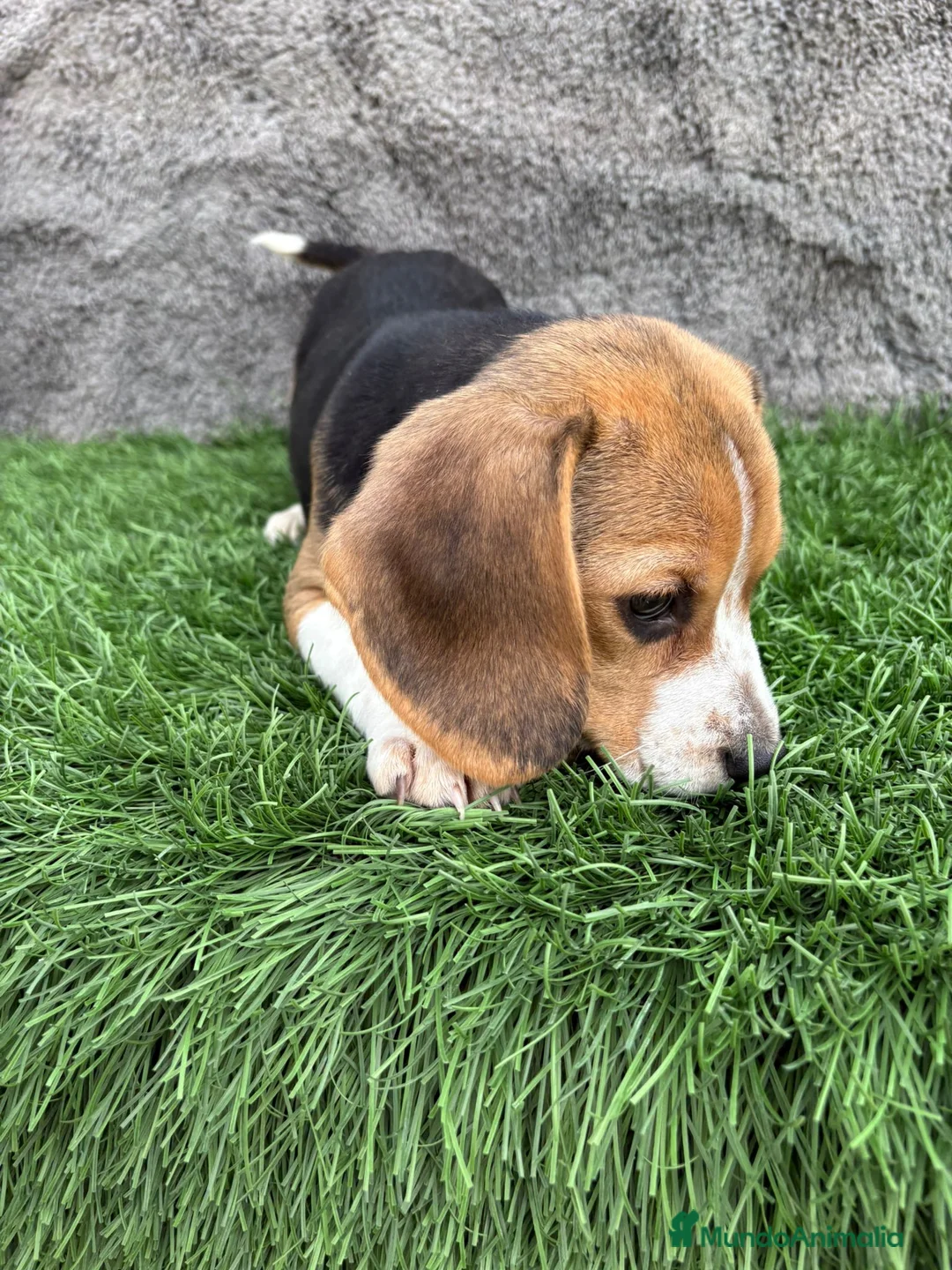 Beagle perros en venta: Precioso macho de Beagle  - Anuncio 15
