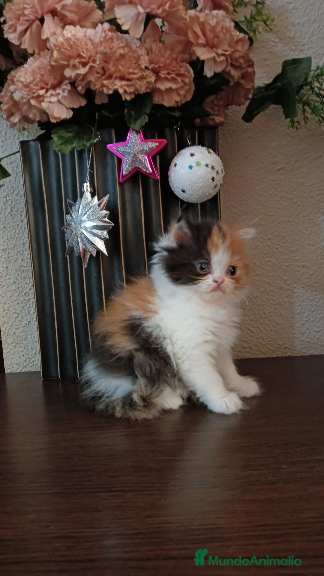 Persa gatos en venta: Gatos persas - Anuncio 6