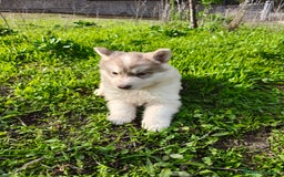 Husky Siberiano perros en venta: Husky SIBERIANO de calidad  - Imagen 1