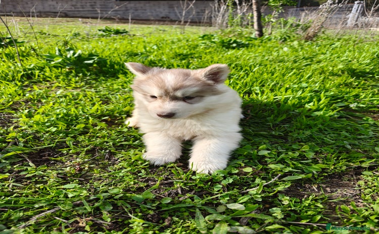 Husky Siberiano perros - Anuncio 1