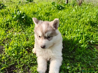 Husky Siberiano perros - Anuncio 1