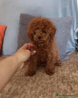 Caniche Toy perros en venta: Caniche toy rojo - Anuncio 2