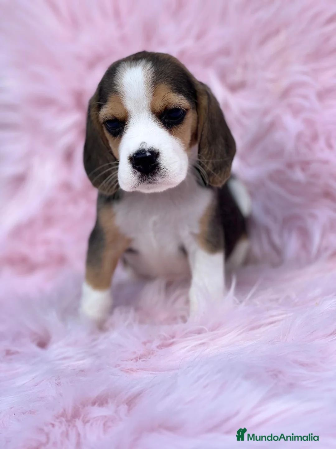 Beagle perros en venta: Beagle tricolor en Barcelona - Anuncio 3