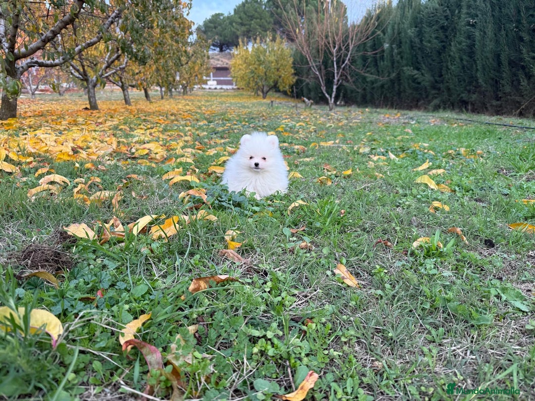 Pomerania perros en venta: Pomerania toy blanco  - Anuncio 2