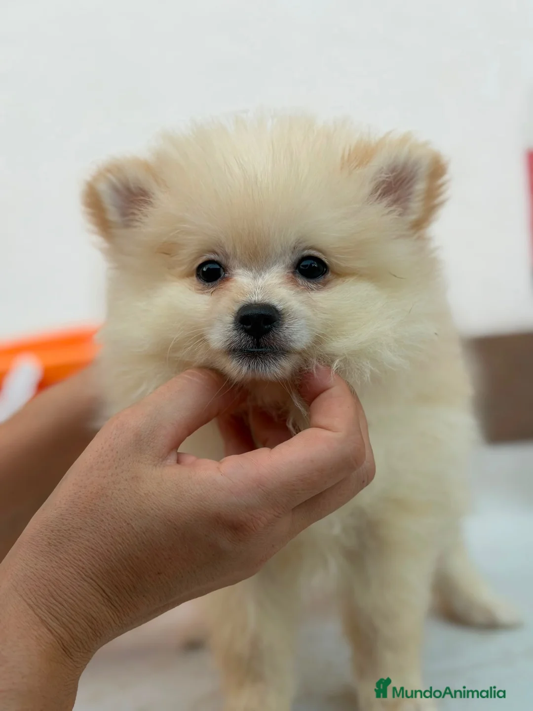 Pomerania perros en venta: Hembra pomerania canela🐶⭐️ - Anuncio 1