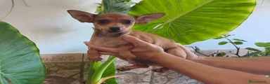 Chihuahua 1