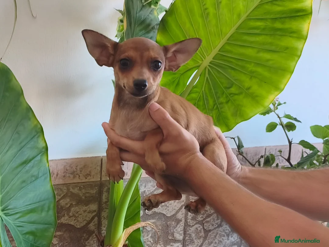 Chihuahua perros en venta: CHIHUAHUA Macho - Anuncio 1